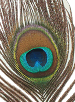 Mayurchandrika, Peacock-Feather