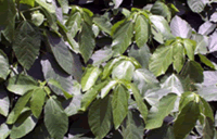 Baliospermum solanifolium 