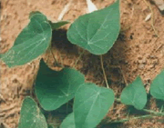 Stephania hernandifolia