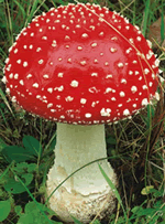 Soma, Amanita muscaria