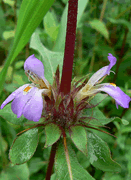 Hygrophila schulii